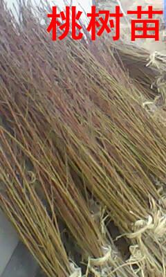 南京果樹苗植樹節(jié)零售圖片