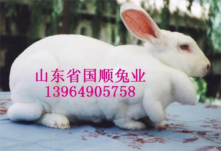 供應獺兔管理獺兔品種
