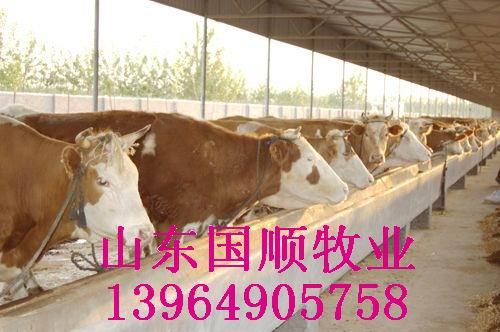 供應(yīng)山東肉牛養(yǎng)殖場