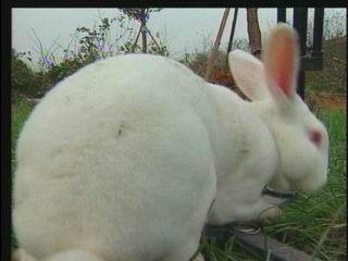 供應(yīng)塞北兔/花巨兔山東花巨兔價(jià)格