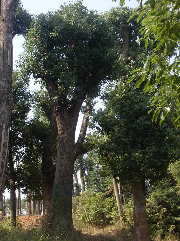 供应江西香樟树价格贵州香樟树价格南京香樟树价格