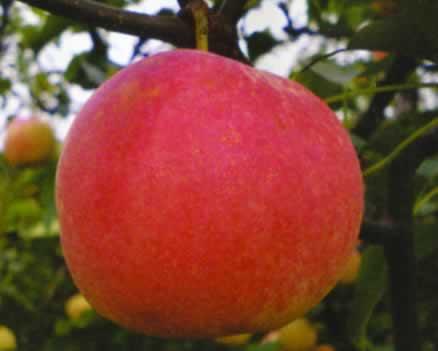 供應(yīng)“奧冠紅梨”苗