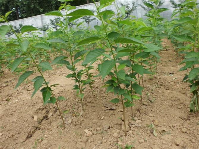 供应樱花苗价格 樱花小苗基地