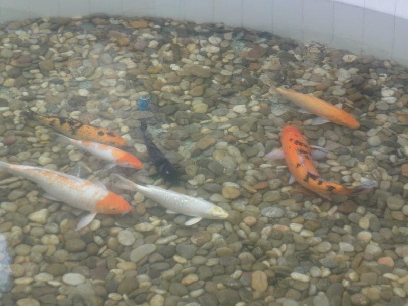 養(yǎng)魚得先養(yǎng)水圖片