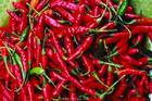 供應(yīng)辣椒