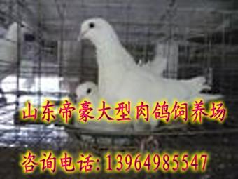 供應(yīng)肉鴿價(jià)格肉鴿養(yǎng)殖賺錢嗎肉鴿養(yǎng)殖場(chǎng)在哪