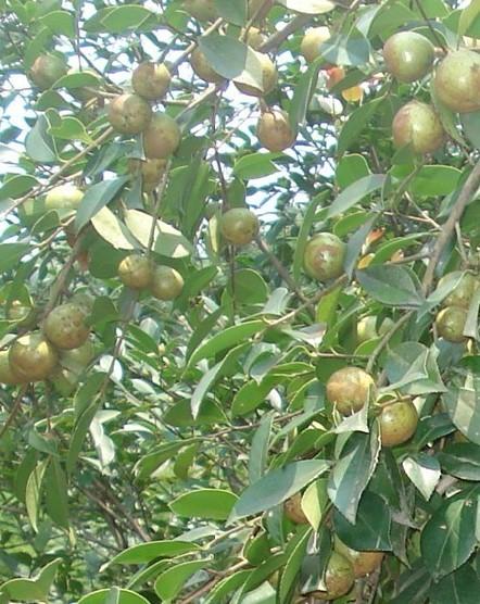 供應軟枝油茶苗