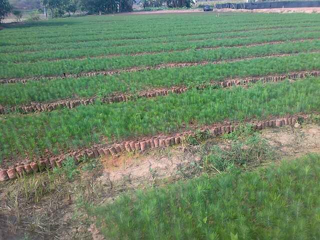 供應(yīng)海南加勒比松種子