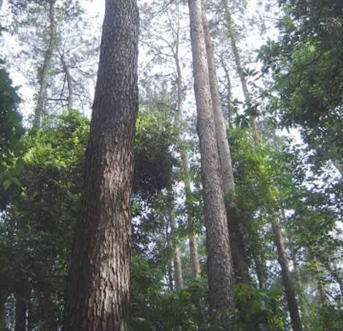 供應(yīng)廣東桐棉松