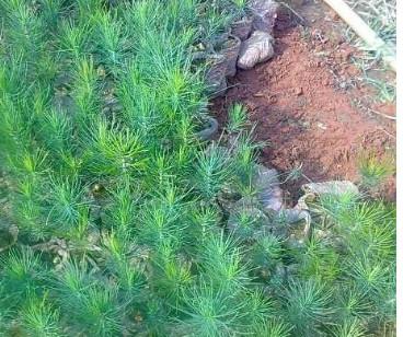 供應(yīng)加勒比松供應(yīng)電話