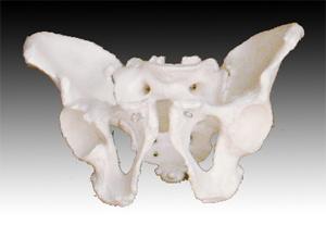 供应骨盆模型图片