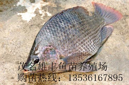羅定哪里的羅非魚苗好圖片