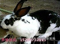 供應西安獺兔養(yǎng)殖獺兔養(yǎng)殖前景獺兔利潤養(yǎng)殖獺兔的效益分析