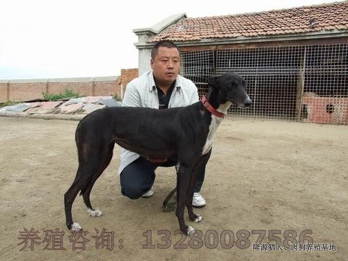 湖北*養(yǎng)殖場*養(yǎng)殖場可行性報告養(yǎng)殖*需要什么條件