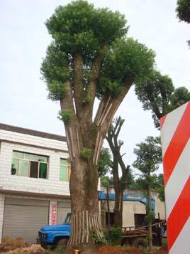 米徑80cm香樟圖片