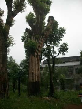 供應(yīng)香樟價(jià)格/骨架香樟