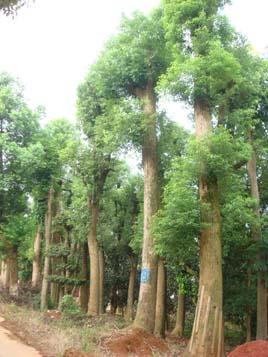 益陽骨架香樟圖片/益陽骨架香樟樣板圖 (4)