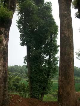 供應(yīng)香樟價(jià)格/骨架香樟