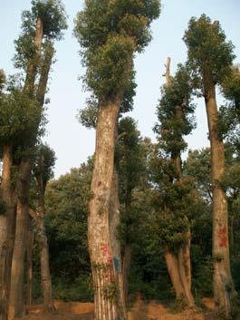 供應(yīng)湖南骨架香樟