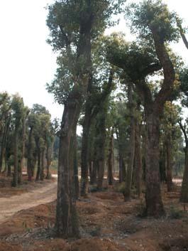 湖南香樟/骨架香樟價格圖片