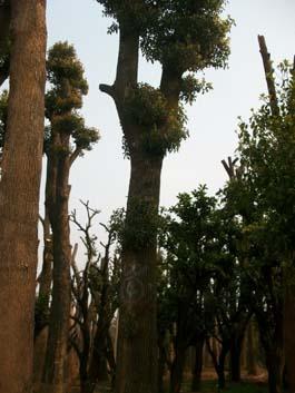 供應(yīng)湖南香樟/骨架香樟價(jià)格