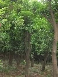 供應(yīng)米徑18cm香泡