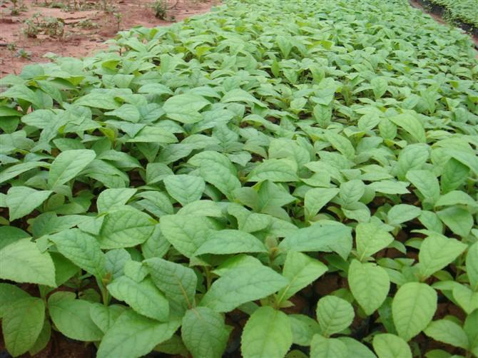 供應(yīng)廣西柚木苗批發(fā)