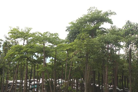 供應幌傘楓種植基地