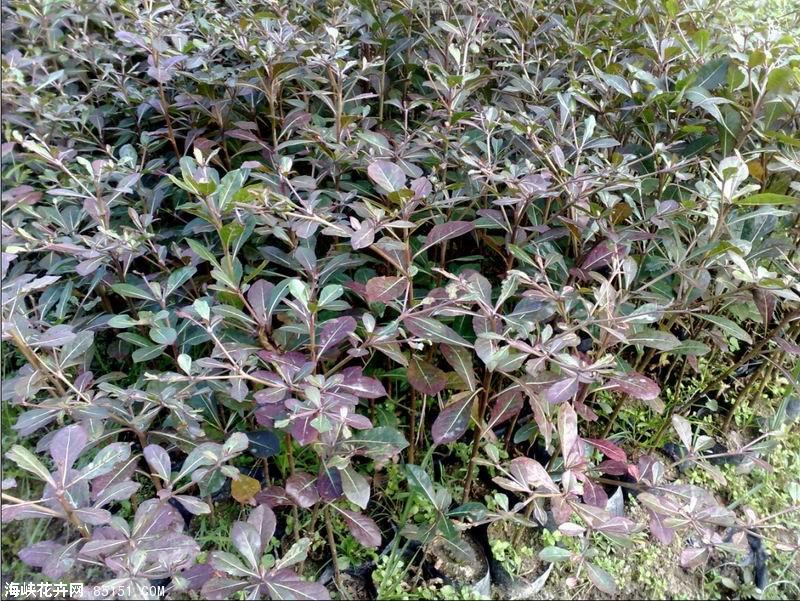 供應(yīng)小葉欖仁價(jià)錢