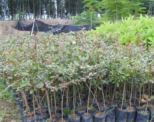 供應(yīng)小葉欖仁