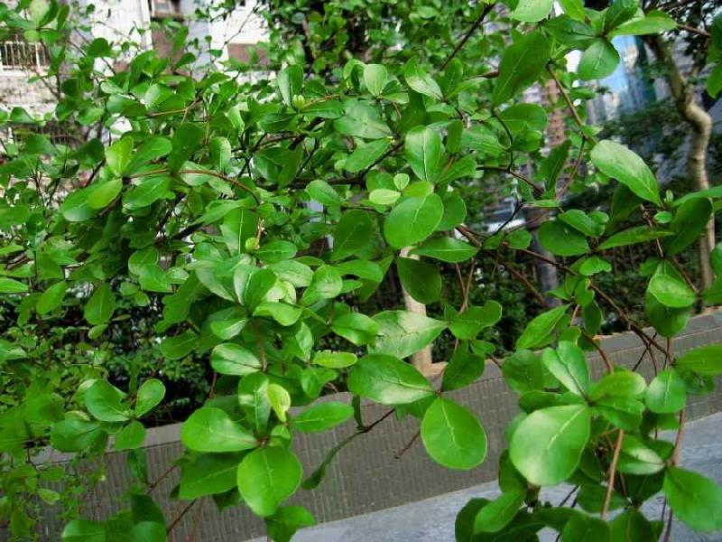 供應小葉欖仁種子