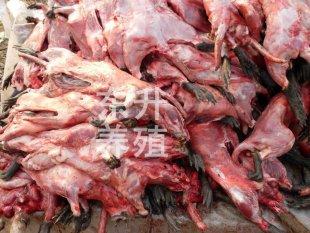 供應(yīng)出售*皮皮