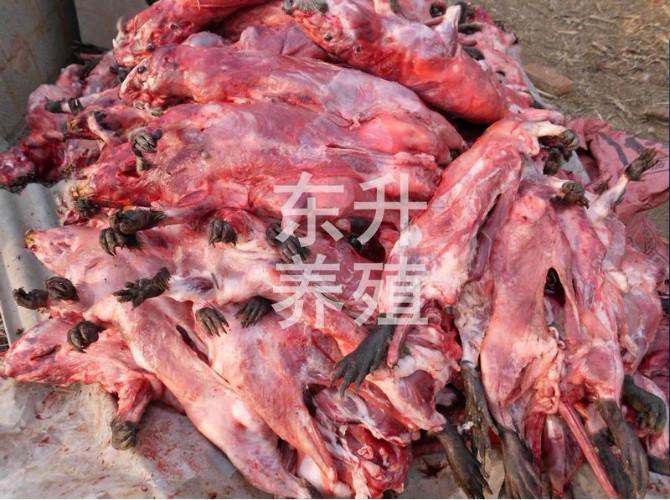 供應(yīng)*肉