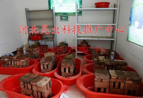 供應(yīng)山東**養(yǎng)殖*出售河北*內(nèi)蒙*武安*供應(yīng)