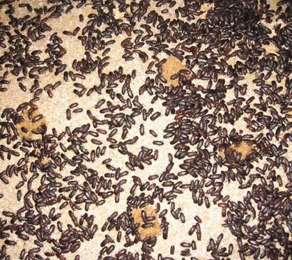 供應(yīng)河北滄州邯鄲土元土元黃粉蟲收售