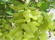 供應(yīng)陜西葡萄金手指葡萄