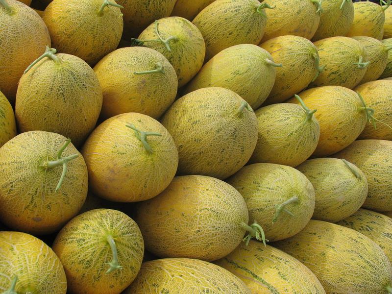 供應(yīng)陜西哈密瓜光皮和網(wǎng)紋