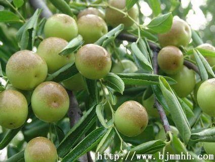 供應(yīng)陜西水瓜果大棚冬棗