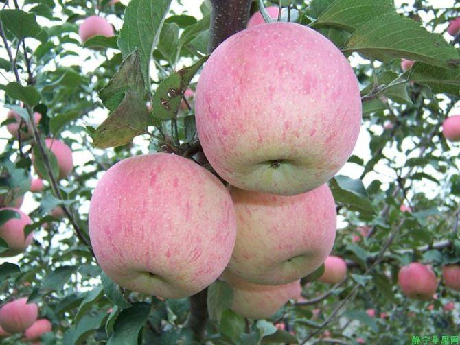 供應(yīng)陜西蘋(píng)果紅富士蘋(píng)果