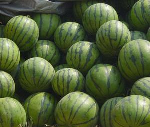 供應(yīng)陜西西瓜/禮品京欣西瓜