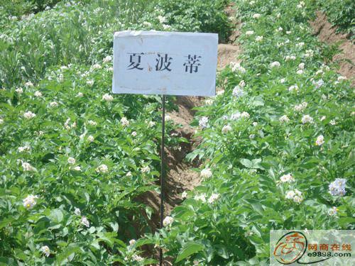 脫毒馬鈴薯種子圖片/脫毒馬鈴薯種子樣板圖 (2)