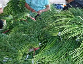 供應(yīng)新上市早熟大蒜種子山東大蒜蒜種