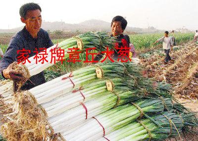 大蔥種子圖片/大蔥種子樣板圖 (3)