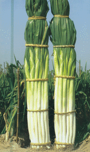 供應大蔥種子中華巨蔥 鐵桿大蔥種子供應 大蔥種子廠家 蔬菜種子