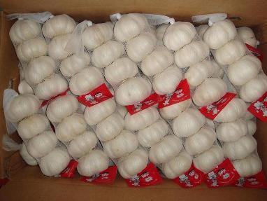 大蒜蒜圖片/大蒜蒜樣板圖 (4)