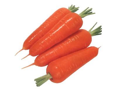 胡蘿卜種子圖片/胡蘿卜種子樣板圖 (2)