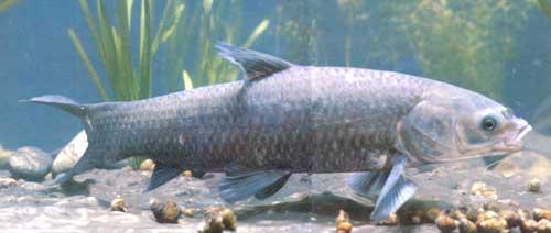 供應(yīng)青魚
