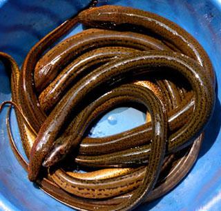 供應(yīng)黃鱔魚