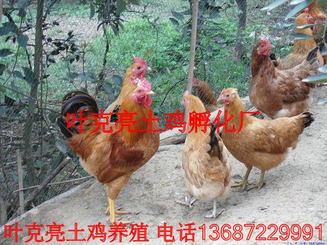供應(yīng)宜昌土雞養(yǎng)殖場，宜昌土雞批發(fā)商，宜昌土雞價(jià)格