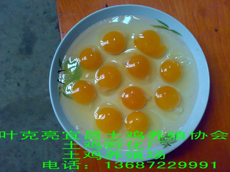 土雞土雞蛋土雞苗圖片